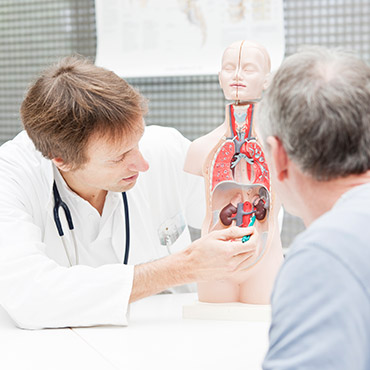 Doctor showing a kidney in class